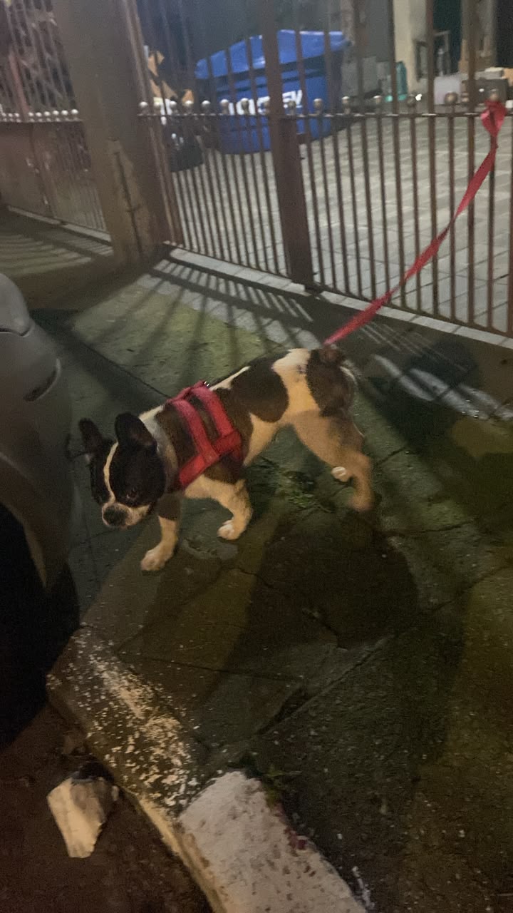 Foto 1 do American Bully encontrado na Av. do Cursino.