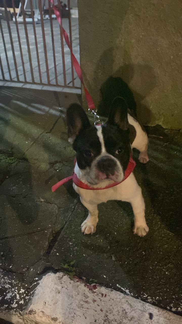 Foto 2 do American Bully encontrado na Av. do Cursino.