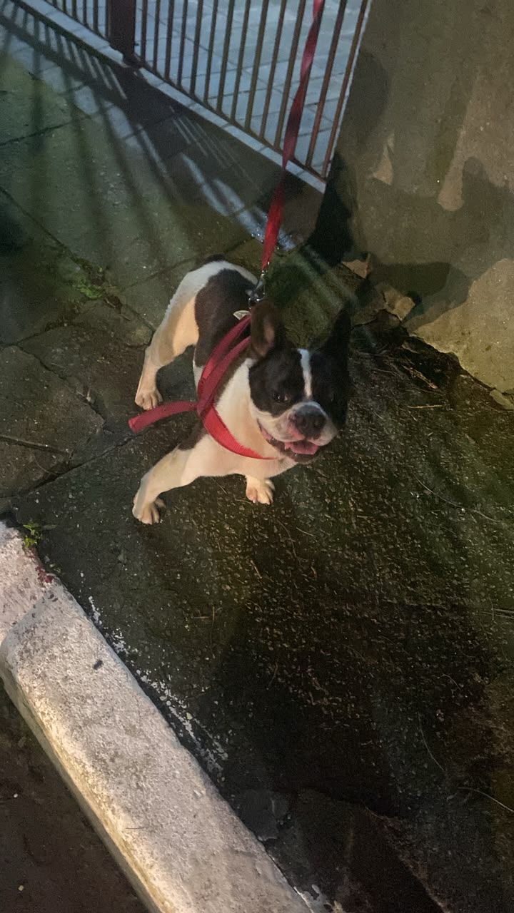 Foto 3 do American Bully encontrado na Av. do Cursino.