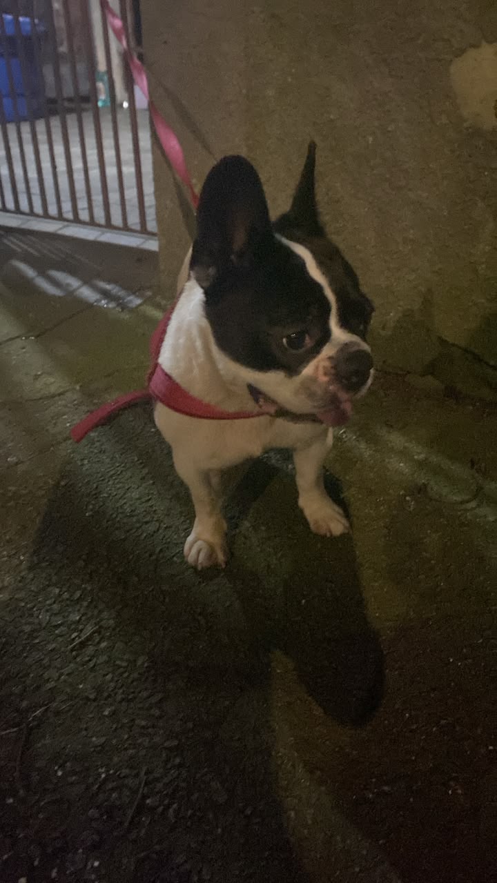 Foto 4 do American Bully encontrado na Av. do Cursino.