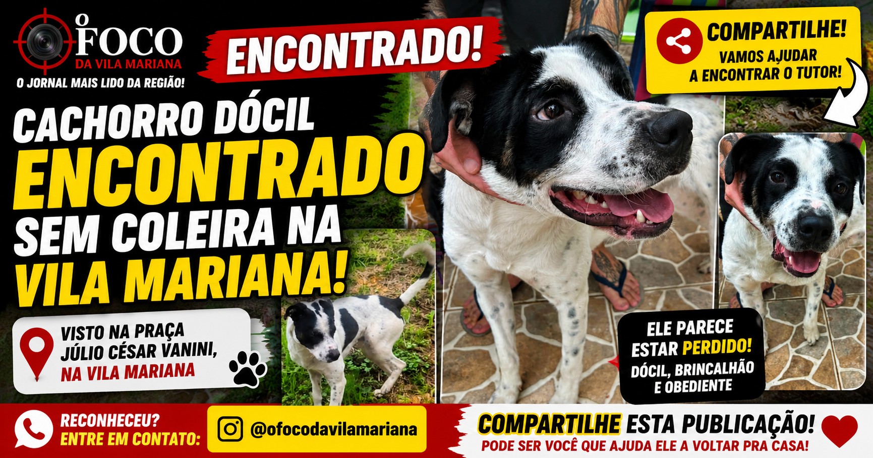 Cachorro sem raça definida, branco com manchas pretas, encontrado na Praça Júlio César Vanini, Vila Mariana