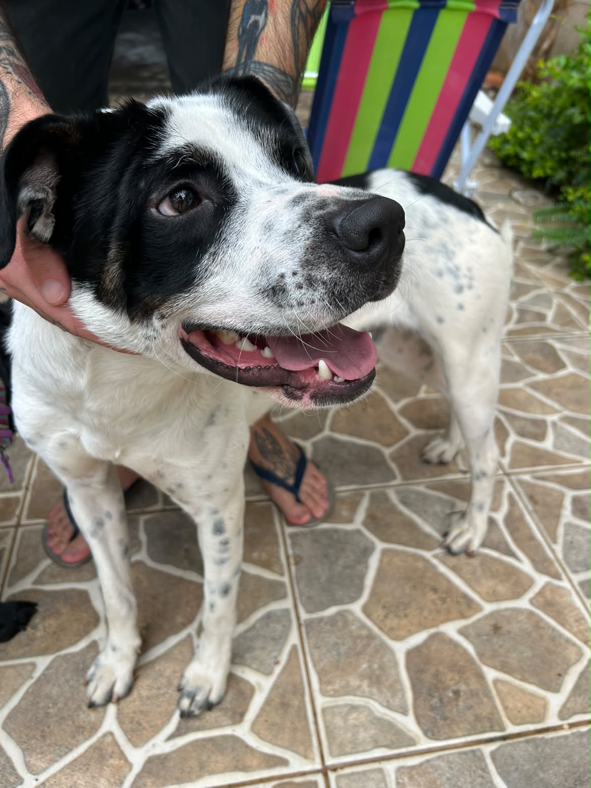 Cachorro SRD branco com manchas pretas encontrado na Praça Júlio César Vanini, Vila Mariana