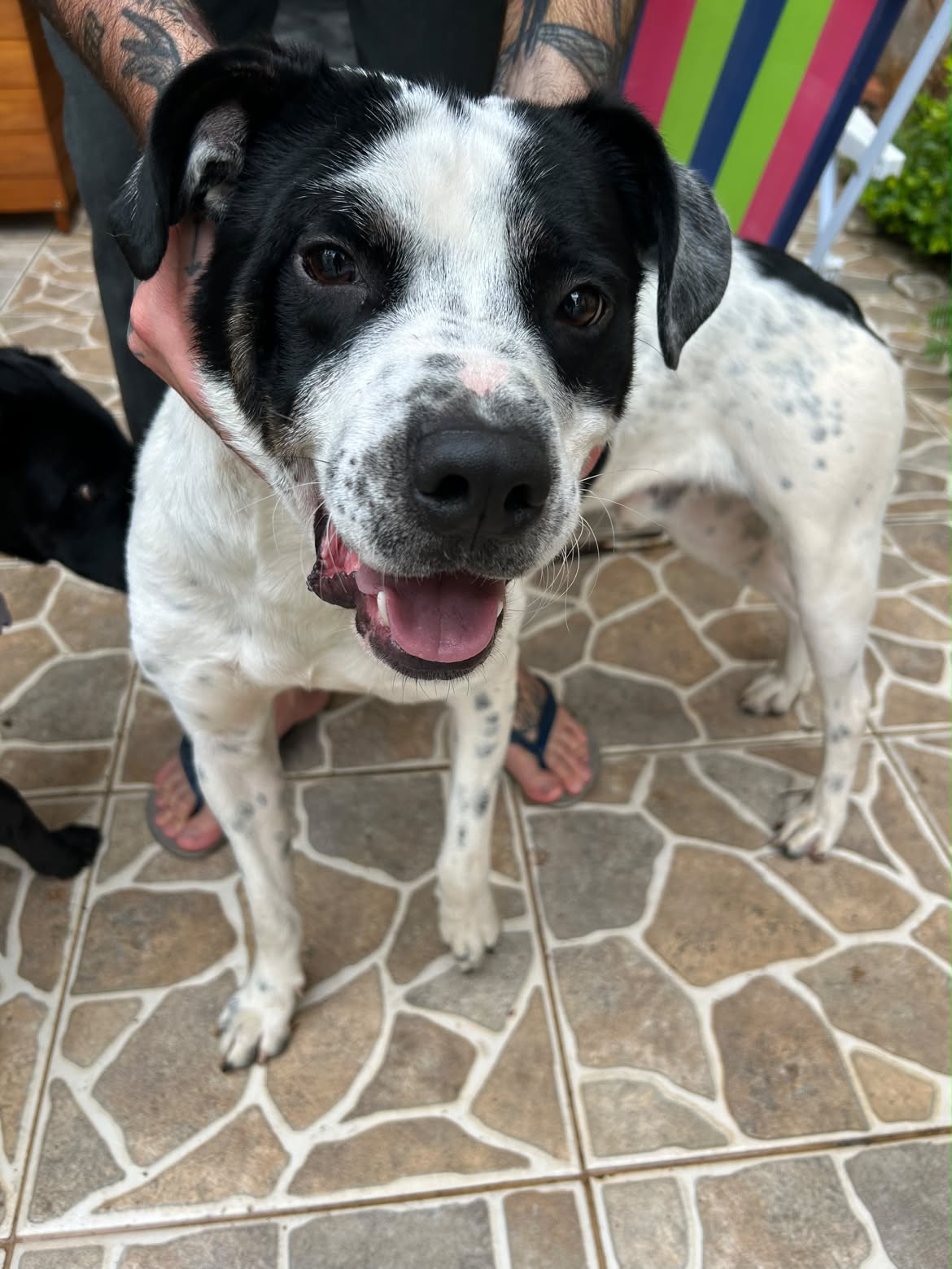 Cachorro dócil encontrado sem coleira na Vila Mariana, close do rosto