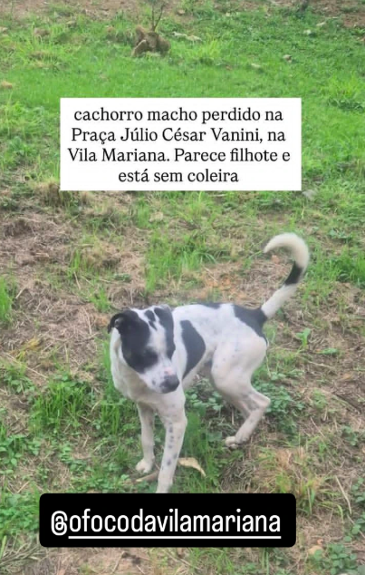 Cachorro branco com manchas pretas circulando na Praça Júlio César Vanini