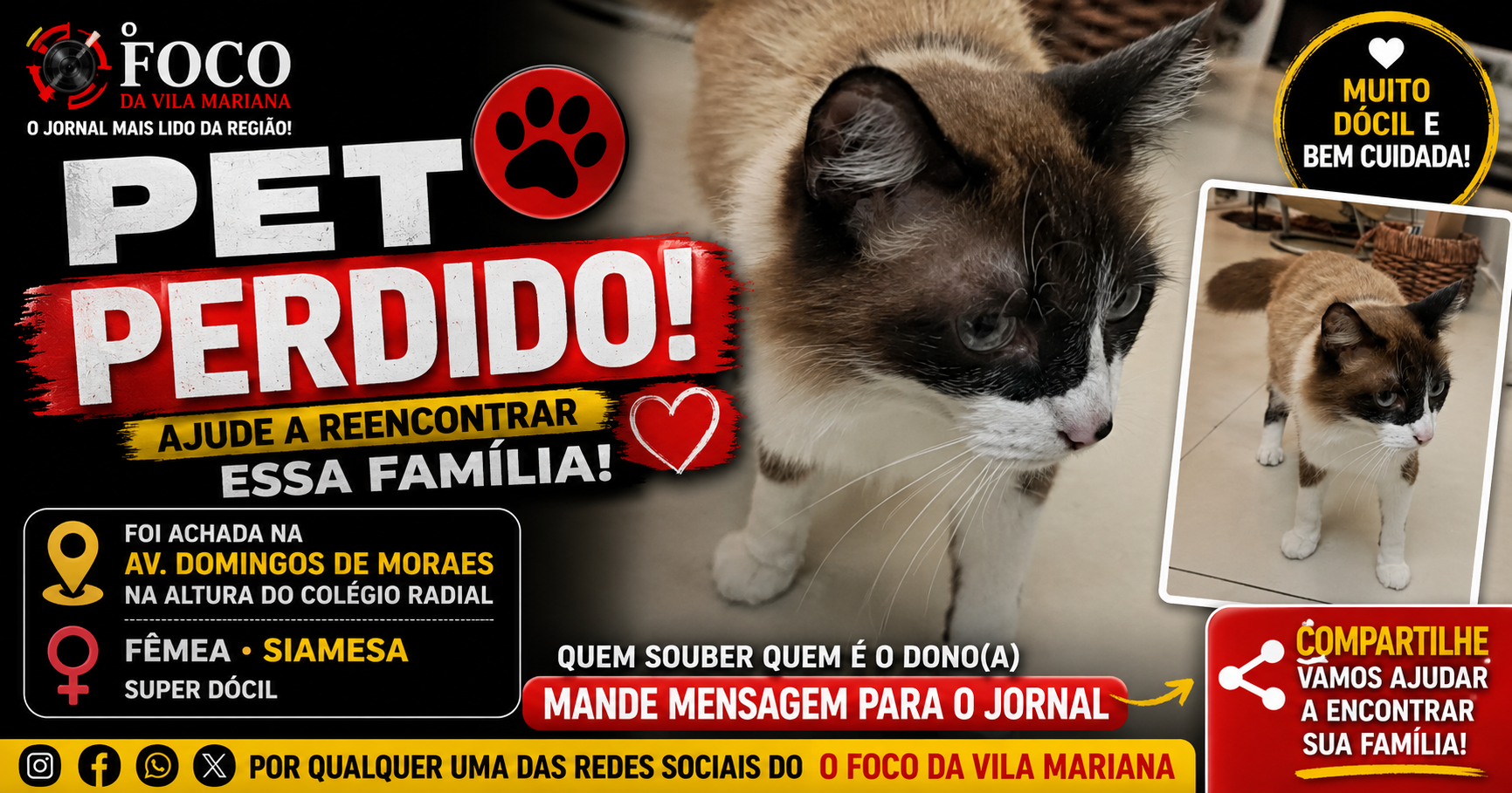 Gatinha Siamesa é Encontrada na Domingos de Morais, na Vila Mariana, e Precisa Voltar para Casa