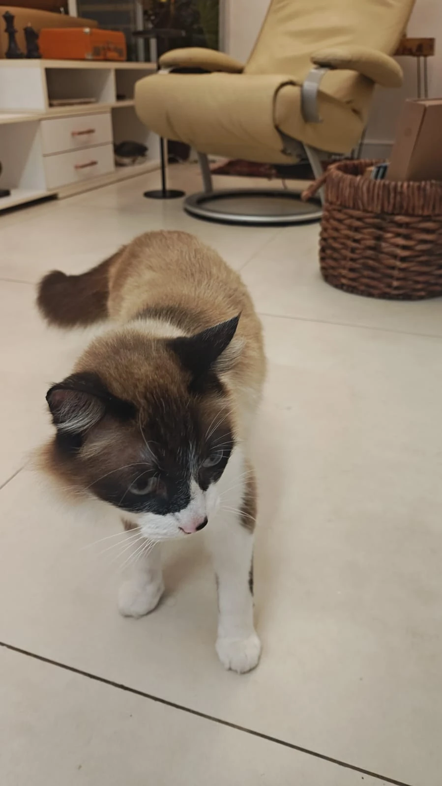 Gatinha siamesa encontrada na Vila Mariana - foto 1