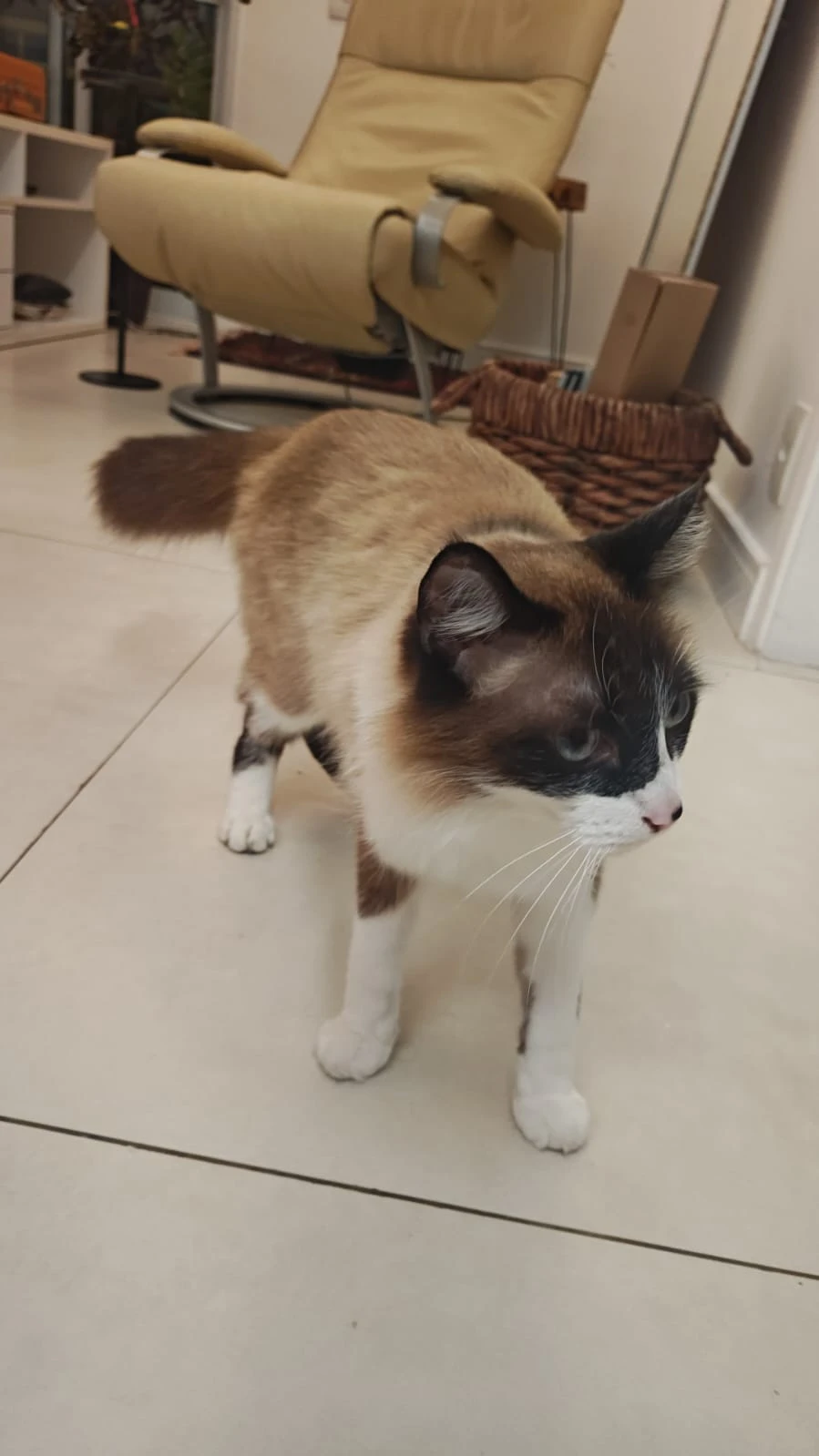 Gatinha siamesa encontrada na Vila Mariana - foto 2