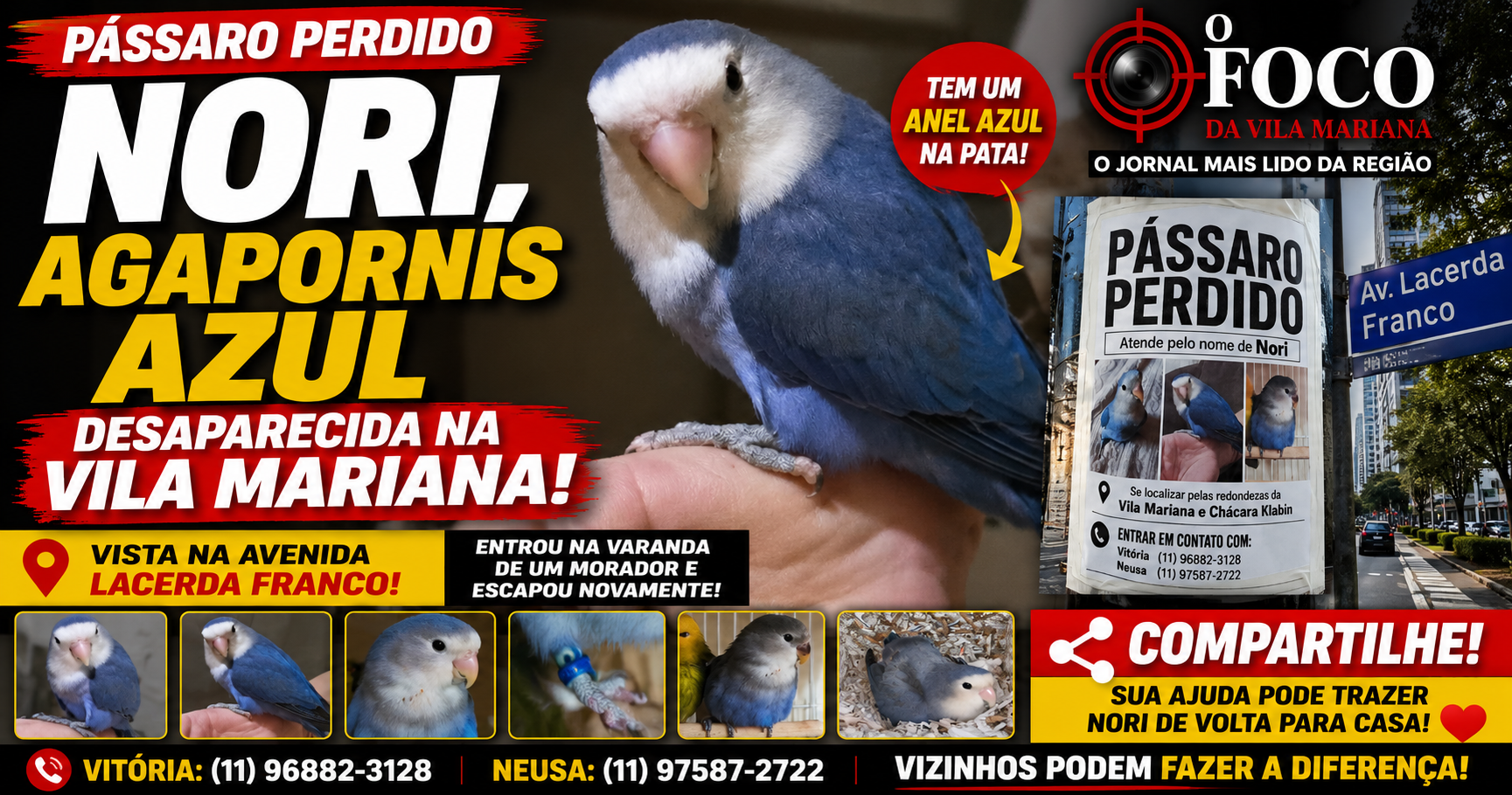 Nori, agapornis azul desaparecida na Vila Mariana, São Paulo