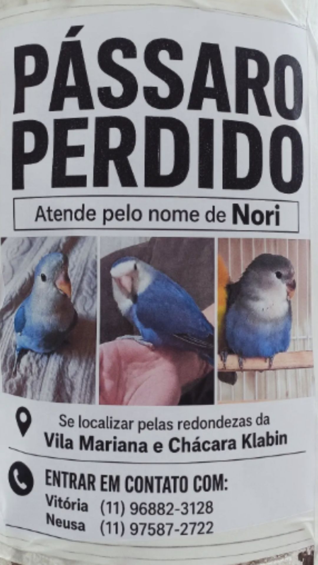 Nori, agapornis azul desaparecida na Vila Mariana, vista de frente