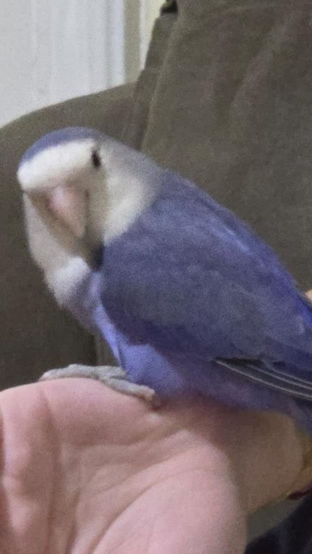 Nori, agapornis azul desaparecida na Vila Mariana, vista de perfil