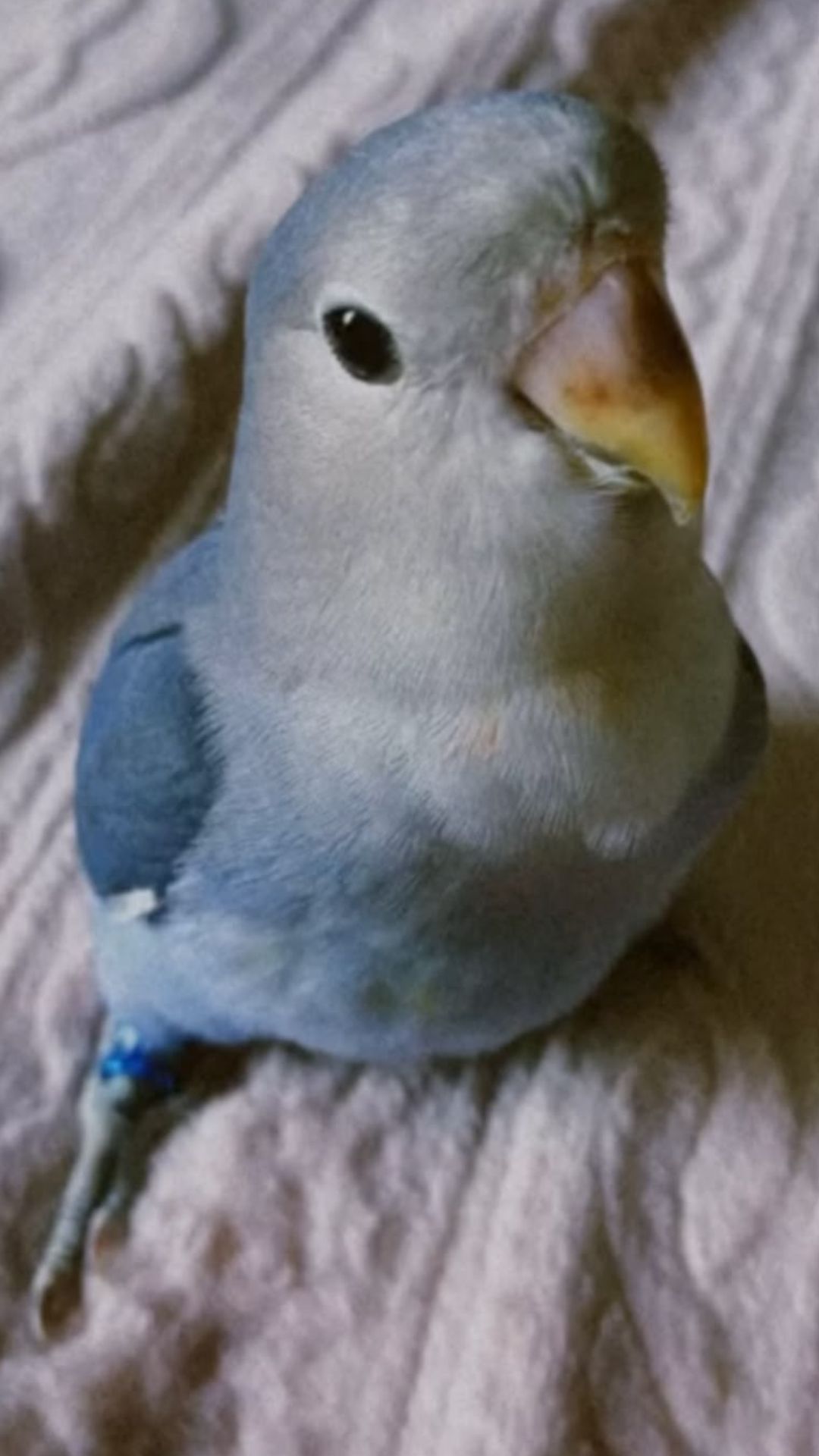 Detalhe da plumagem azul de Nori, agapornis desaparecida