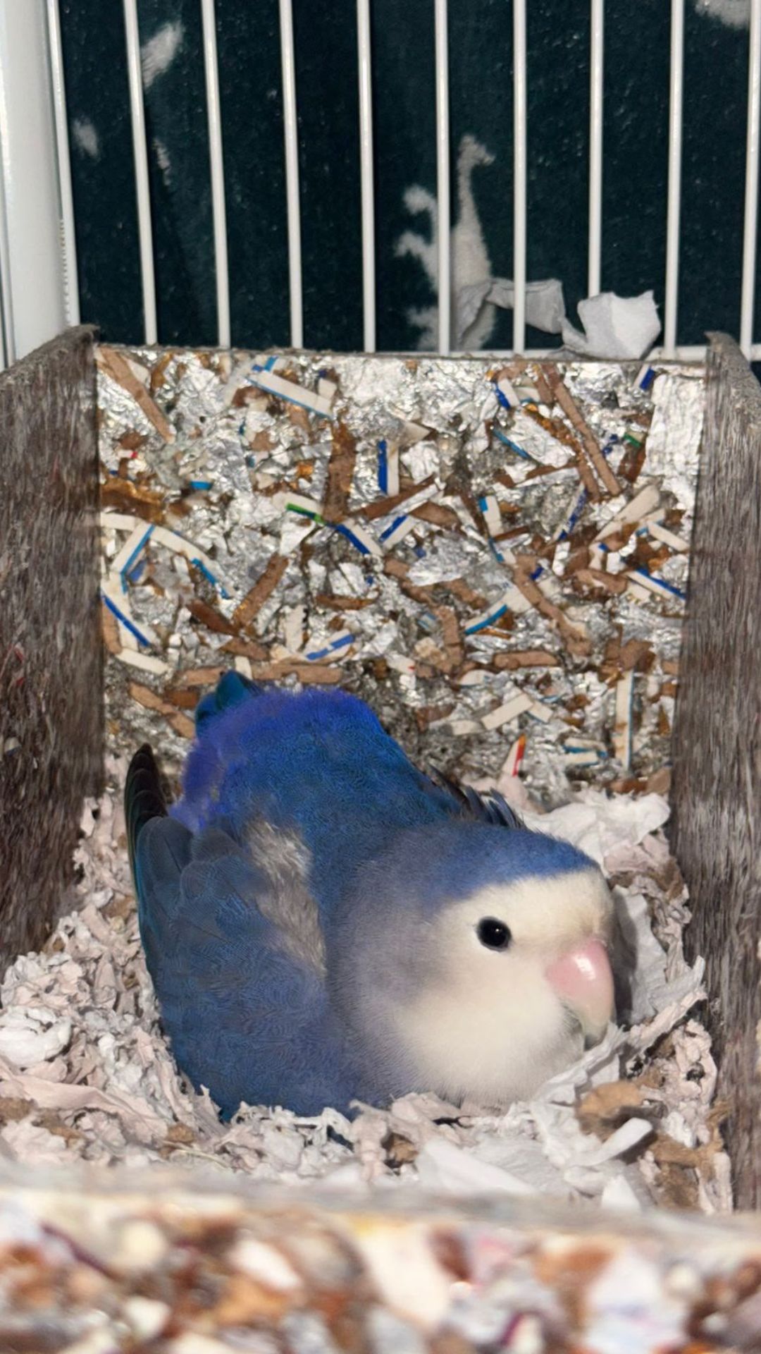 Nori, agapornis azul, pousada em ambiente doméstico